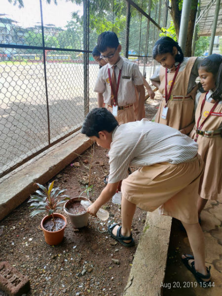 tree plantation 1