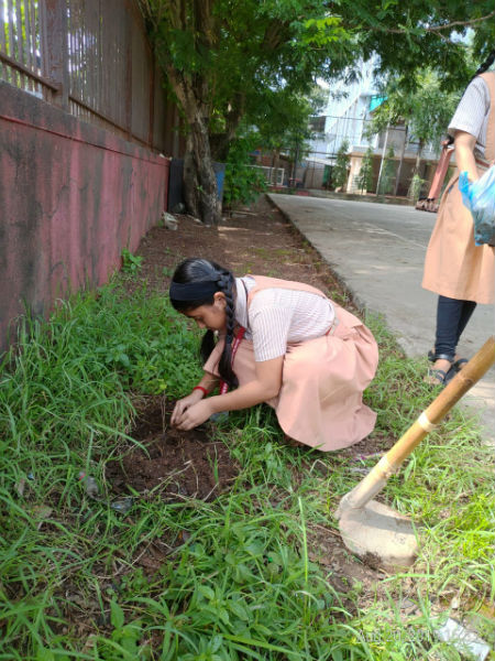 tree plantation 2